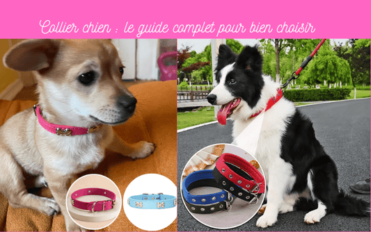 Collier chien : le guide complet pour bien choisir - TENDRESSECHIEN