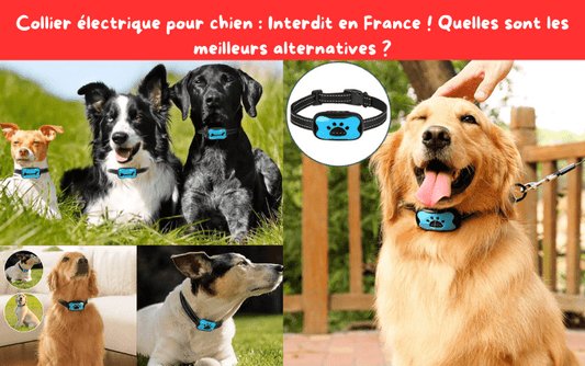 Collier électrique pour chien : Interdit en France ! Quelles sont les meilleurs alternatives ? - TENDRESSECHIEN