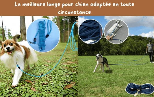 Comment equipe votre animal avec la meilleure longe pour chien adaptee en toute circonstance et en toute securite - TENDRESSECHIEN
