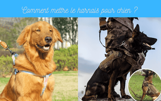Comment mettre le harnais pour chien ? - TENDRESSECHIEN