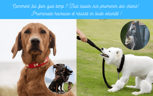 Comment /où /par quel temp ? Tout savoir sur promener des chiens! Promenade heureuse et réussit en toute sécurité ! - TENDRESSECHIEN