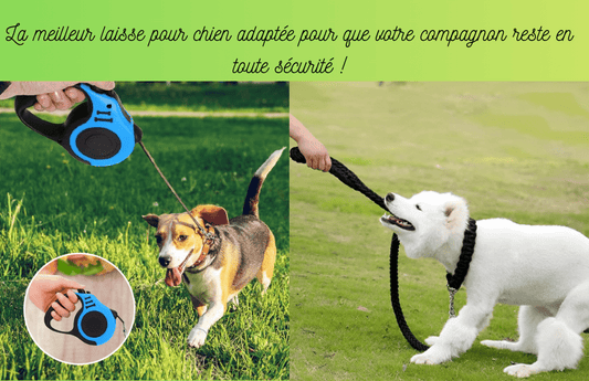 La meilleur laisse pour chien adaptée pour que votre compagnon reste en toute sécurité ! - TENDRESSECHIEN