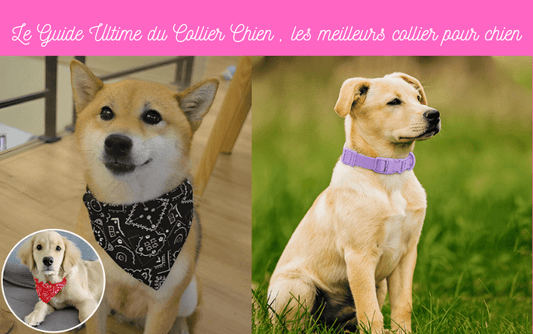 Le Guide Ultime du Collier Chien , les meilleurs collier pour chien ! - TENDRESSECHIEN