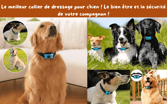 Le meilleur collier de dressage pour chien ! Le bien être et la sécurité de votre compagnon - TENDRESSECHIEN