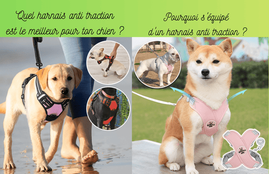 Quel harnais anti traction est le meilleur pour ton chien ? Et pourquoi s'équipé d'un harnais anti traction pour chien ? - TENDRESSECHIEN