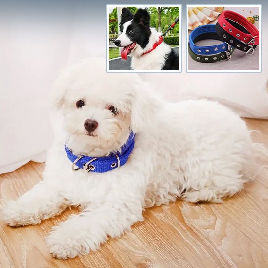 collier chien | Toutouraces - tendressechien.com