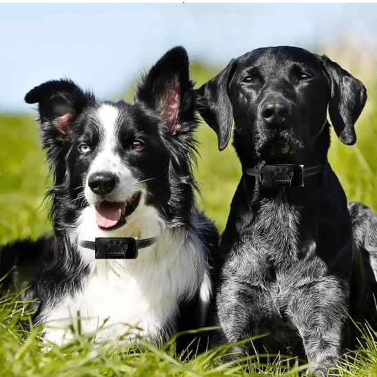 collier dressage chien | dresspatenoir - tendressechien.com