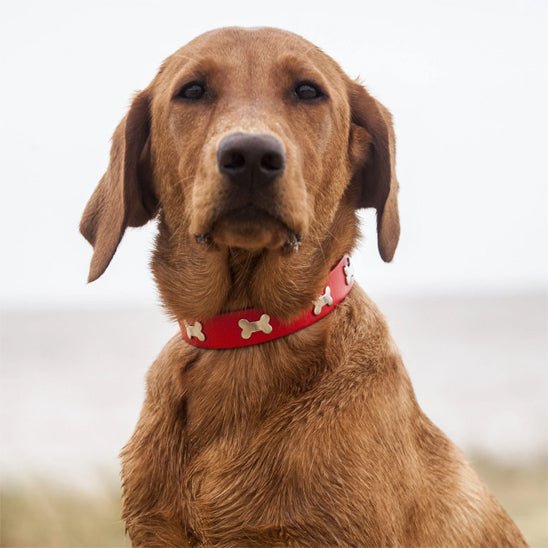 collier pour chien | Oscuir - tendressechien.com