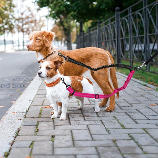 double laisse pour chien | doubleconfort - tendressechien.com