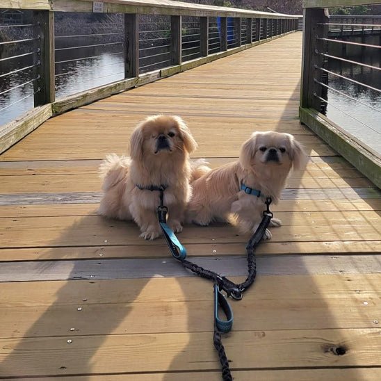 double laisse pour chien | Doublepates - tendressechien.com