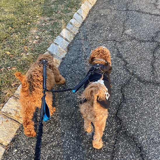 double laisse pour chien | Doublepates - tendressechien.com