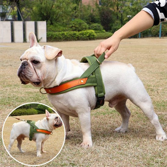 harnais chien anti traction | byetraction - tendressechien.com
