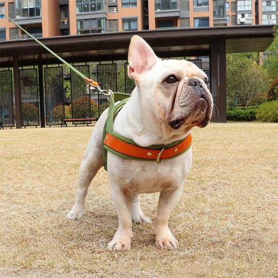 harnais chien anti traction | byetraction - tendressechien.com