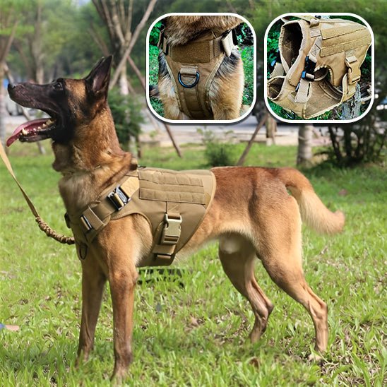 harnais chien | Tactichien - tendressechien.com