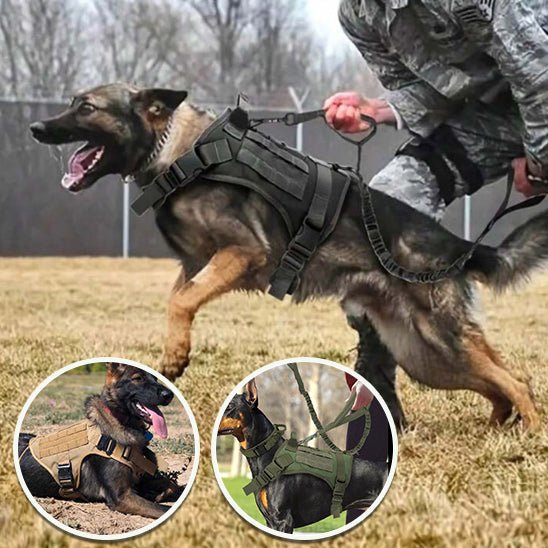 harnais chien | Tactichien - tendressechien.com