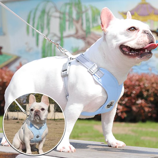 harnais petit chien | Xpates - tendressechien.com
