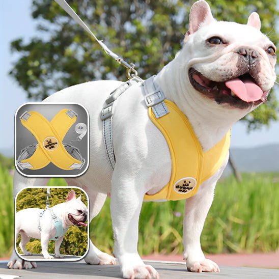 harnais petit chien | Xpates - tendressechien.com