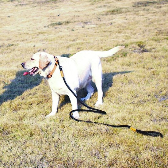 laisse chien | fidlaisse - tendressechien.com
