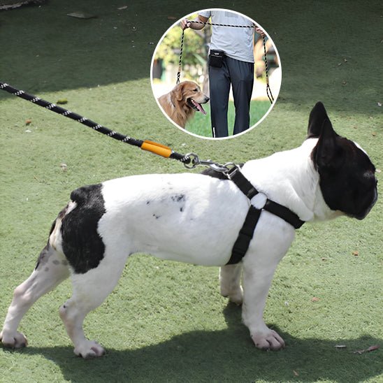 laisse chien | fidlaisse - tendressechien.com