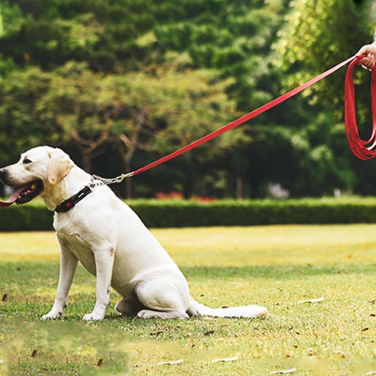 laisse pour chien | balalaisse - tendressechien.com
