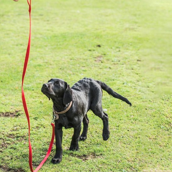 laisse pour chien | balalaisse - tendressechien.com