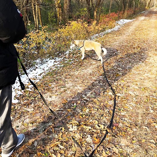 laisse pour chien | balalaisse - tendressechien.com