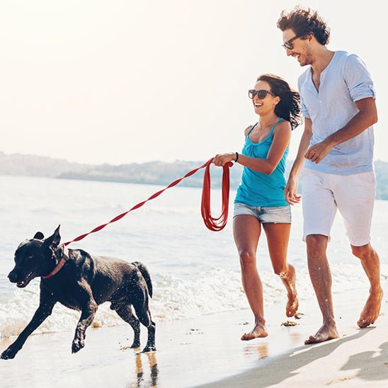 laisse pour chien | balalaisse - tendressechien.com
