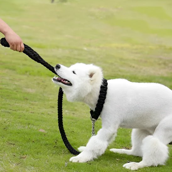 laisse pour chien | Tresschien - tendressechien.com