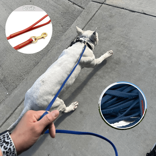 longe pour chien | Maitriselonge - tendressechien.com