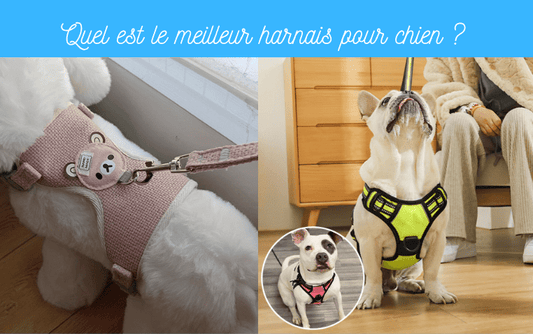 Quel est le meilleur harnais pour chien ? - TENDRESSECHIEN