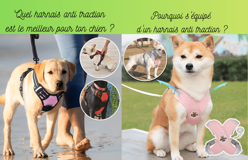Quel harnais anti traction est le meilleur pour ton chien ? Et pourquoi s'équipé d'un harnais anti traction pour chien ? - TENDRESSECHIEN