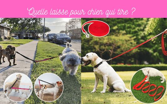 Quelle laisse pour chien qui tire ? - TENDRESSECHIEN