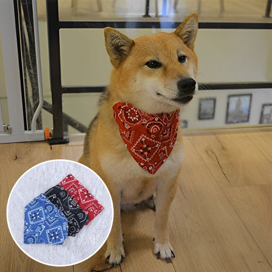 collier chien | Colbandana - tendressechien.com