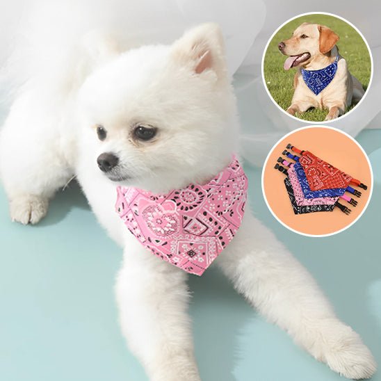 collier chien | Colbandana - tendressechien.com