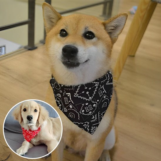 collier chien | Colbandana - tendressechien.com