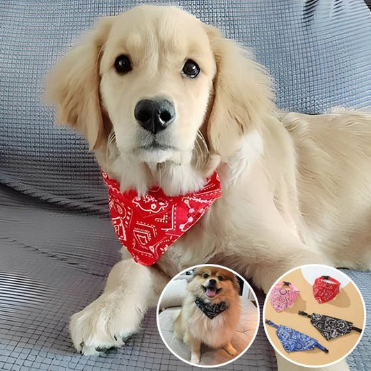 collier chien | Colbandana - tendressechien.com
