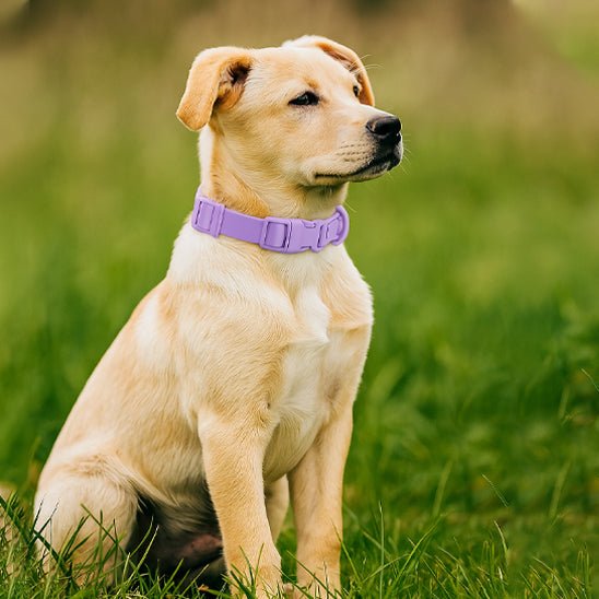collier chien | Impercollier - tendressechien.com