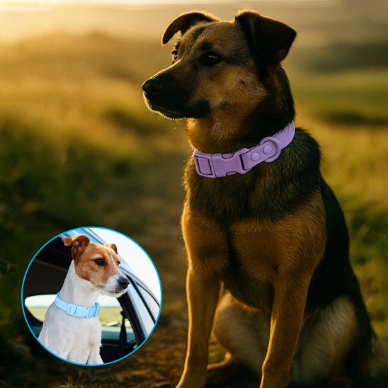 collier chien | Impercollier - tendressechien.com