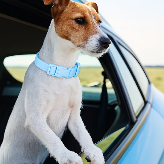 collier chien | Impercollier - tendressechien.com