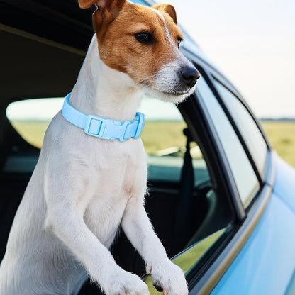 collier chien | Impercollier - tendressechien.com