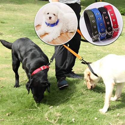 collier chien | Toutouraces - tendressechien.com