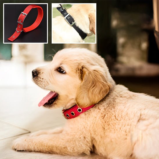 collier chien | Toutouraces - tendressechien.com
