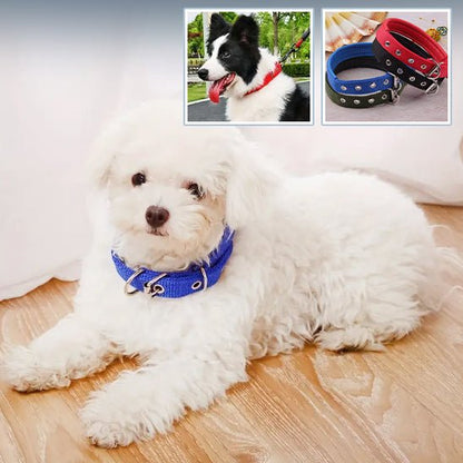 collier chien | Toutouraces - tendressechien.com