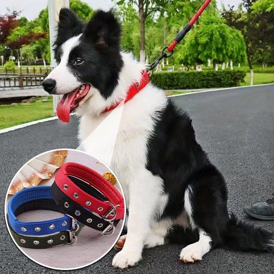 collier chien | Toutouraces - tendressechien.com