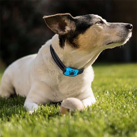 collier de dressage pour chien | Dresspatebleu - tendressechien.com