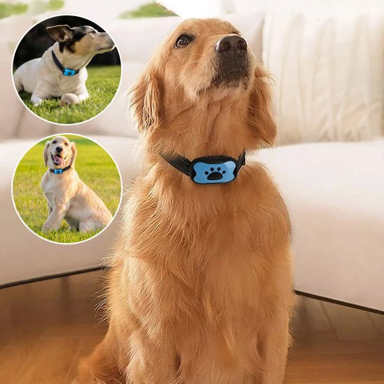 collier de dressage pour chien | Dresspatebleu - tendressechien.com