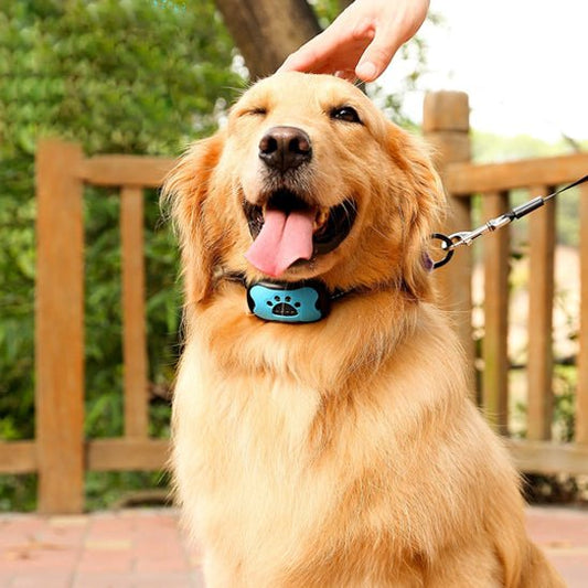 collier de dressage pour chien | Dresspatebleu - tendressechien.com