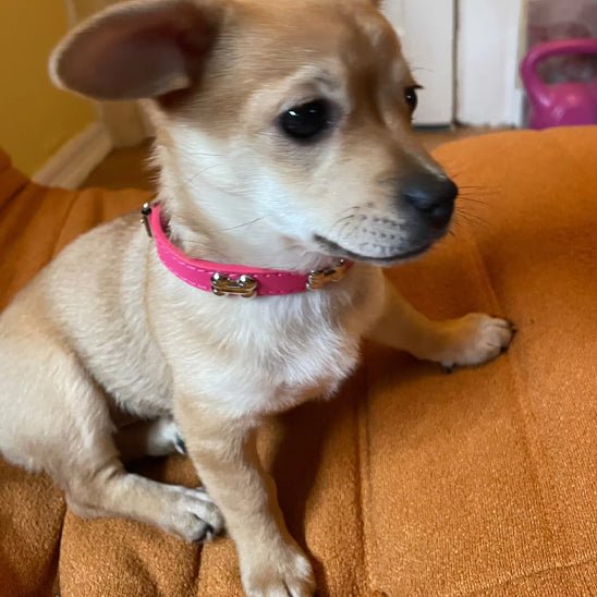 collier pour chien | Oscuir - tendressechien.com