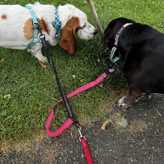 double laisse pour chien | doubleconfort - tendressechien.com