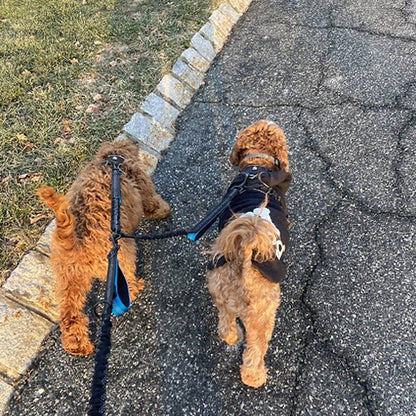 double laisse pour chien | Doublepates - tendressechien.com